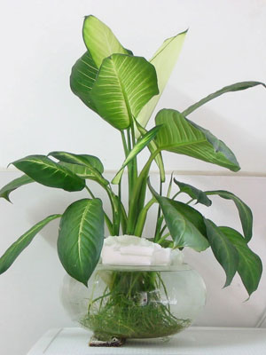 办公室污染多 十二种植物帮你净化环境