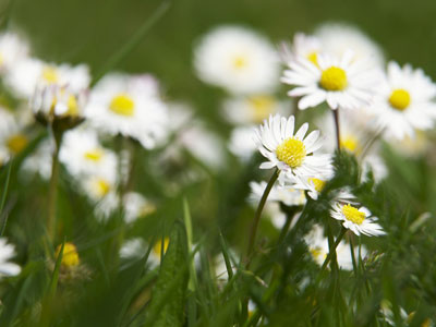 办公室污染多 十二种植物帮你净化环境