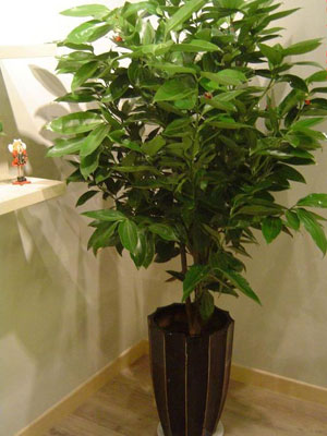 办公室污染多 十二种植物帮你净化环境