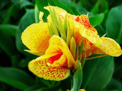 办公室污染多 十二种植物帮你净化环境