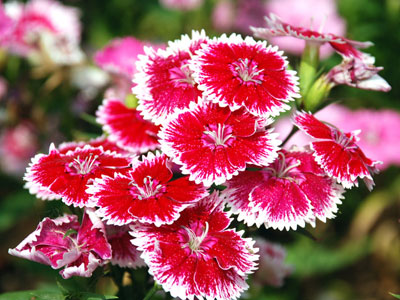 办公室污染多 十二种植物帮你净化环境